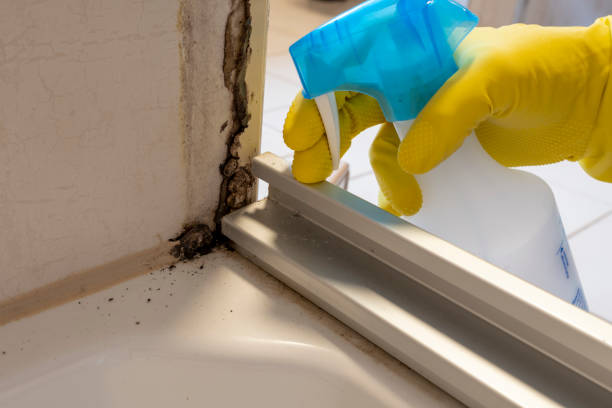 Mold Removal Process in Yelm, WA